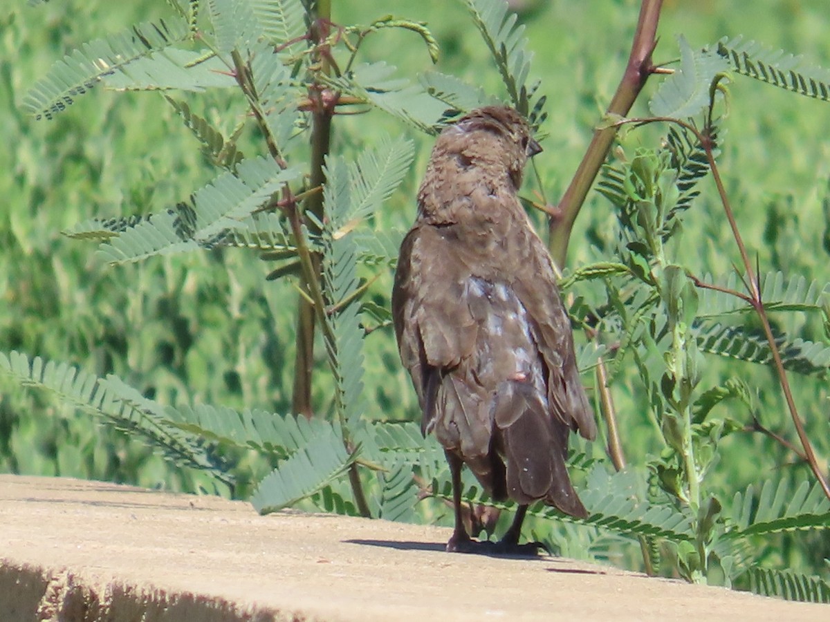 Bronzed Cowbird - Edward Raynor