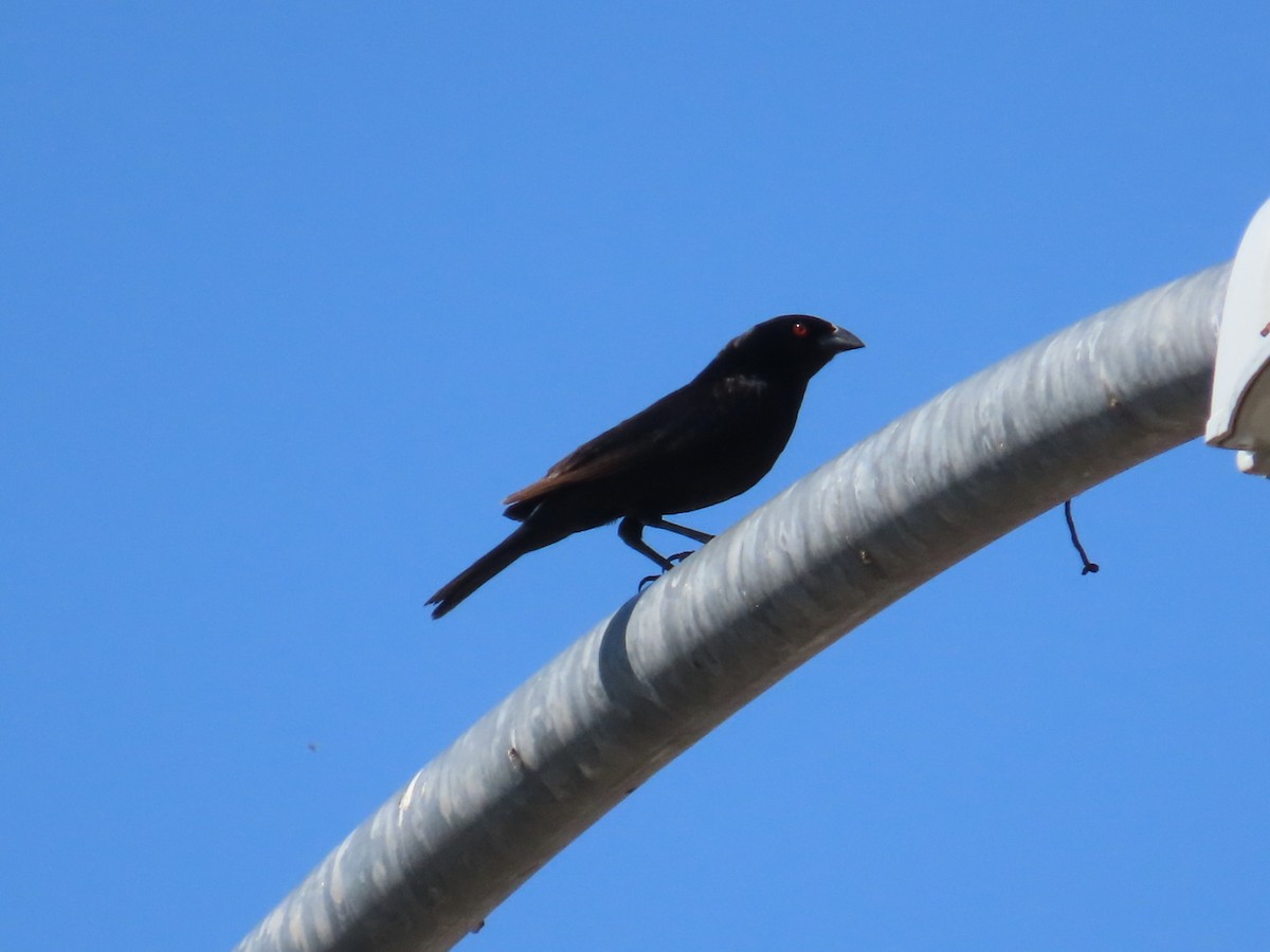 Bronzed Cowbird - Edward Raynor