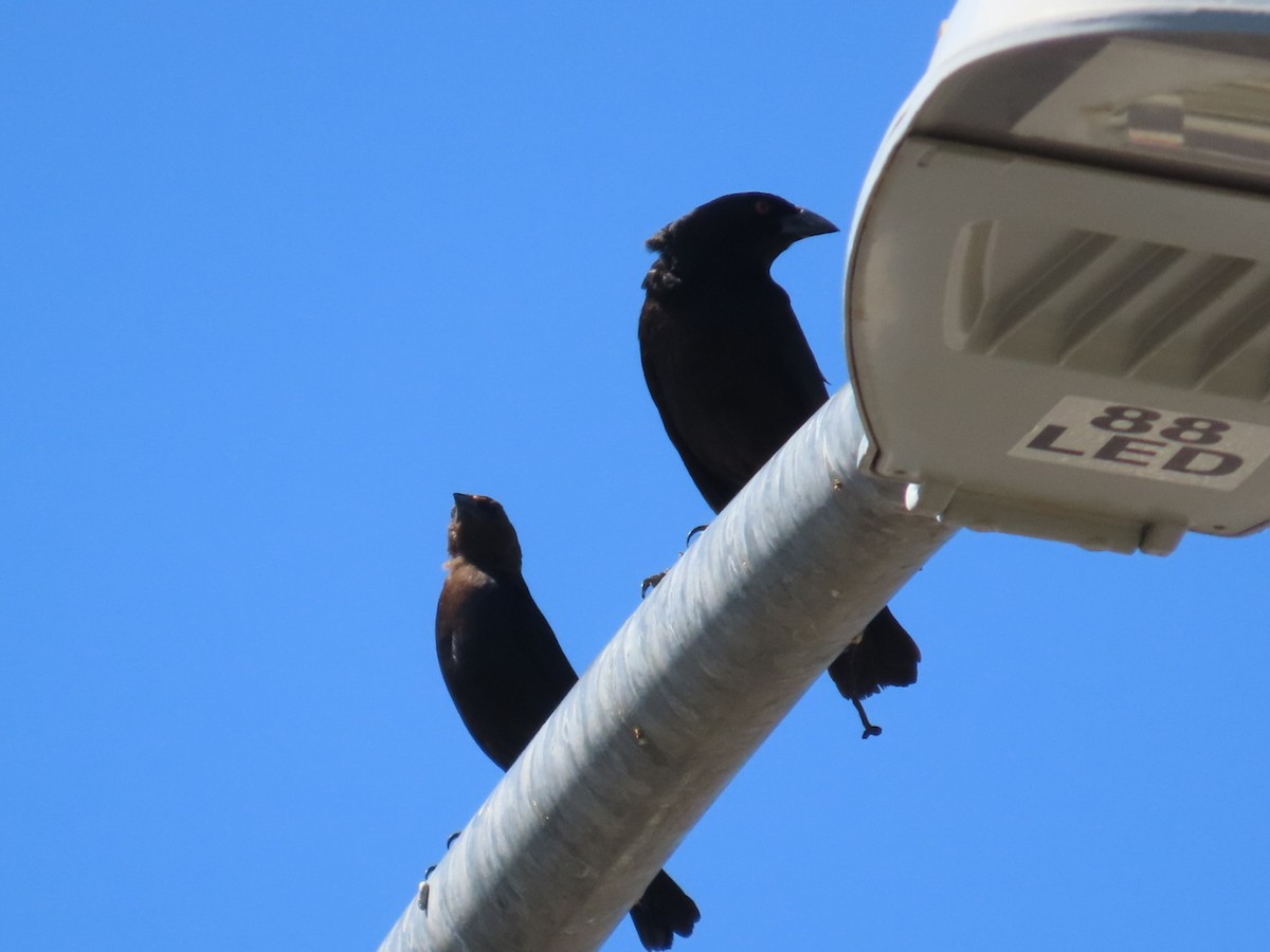 Bronzed Cowbird - Edward Raynor