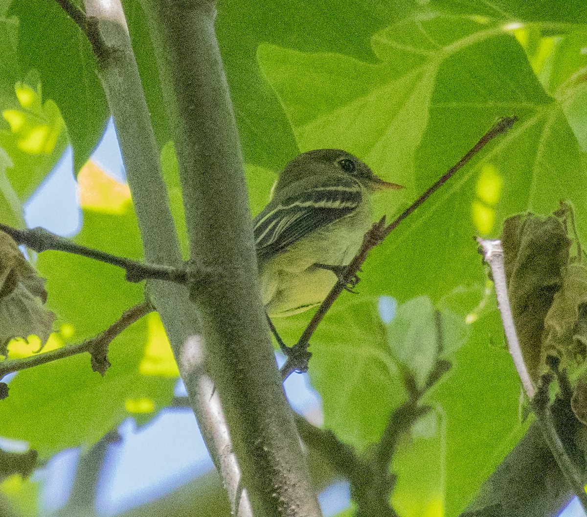 Alder Flycatcher - MCHL ____