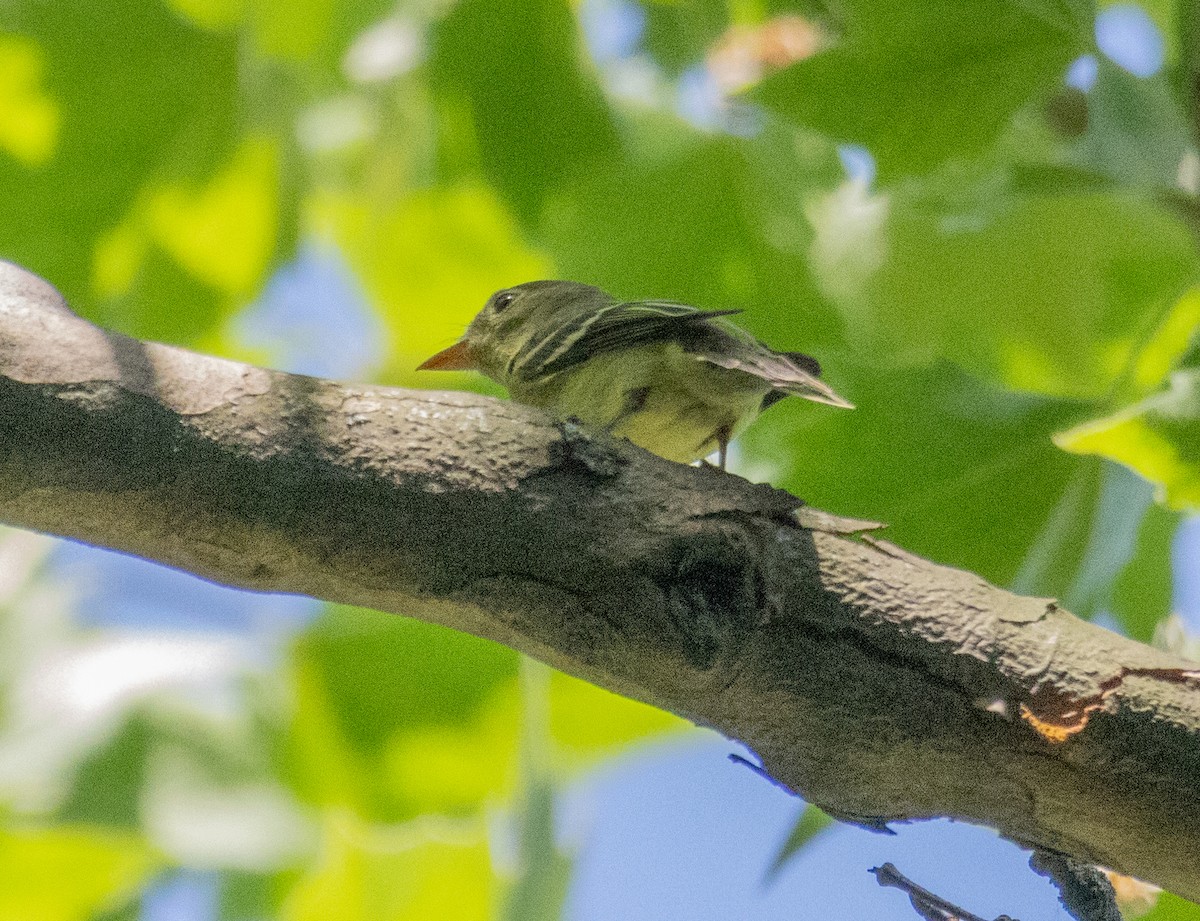 Alder Flycatcher - MCHL ____