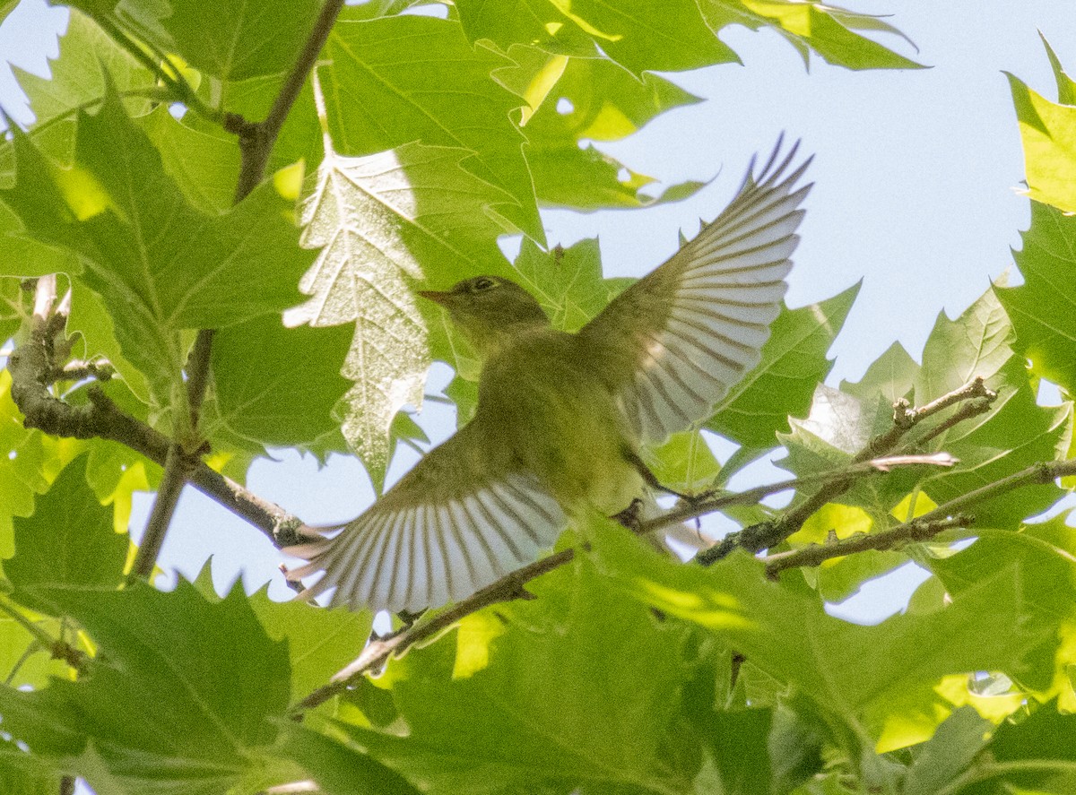 Alder Flycatcher - MCHL ____