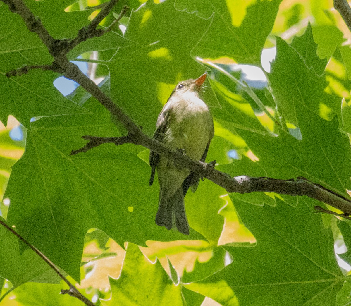 Alder Flycatcher - MCHL ____