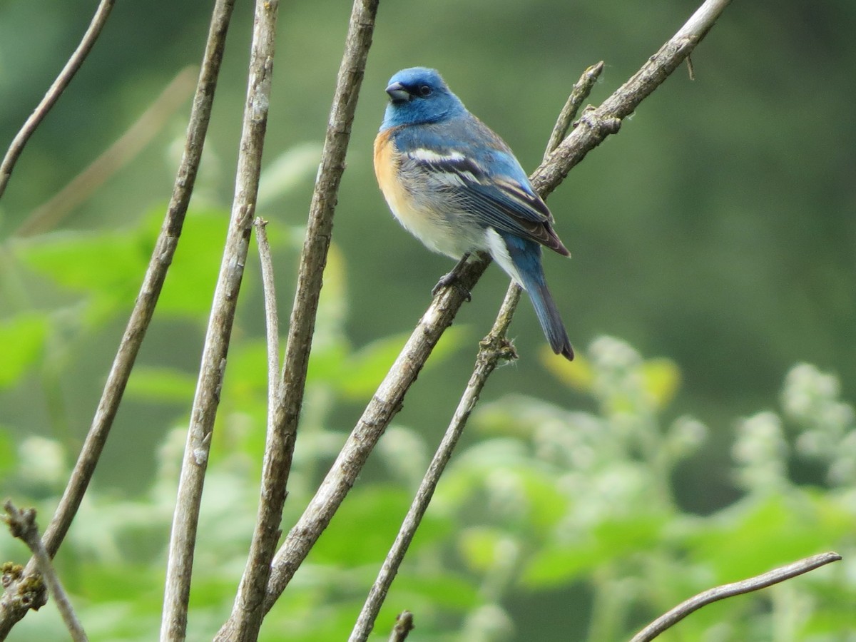 Lazuli Bunting - Philip Wright