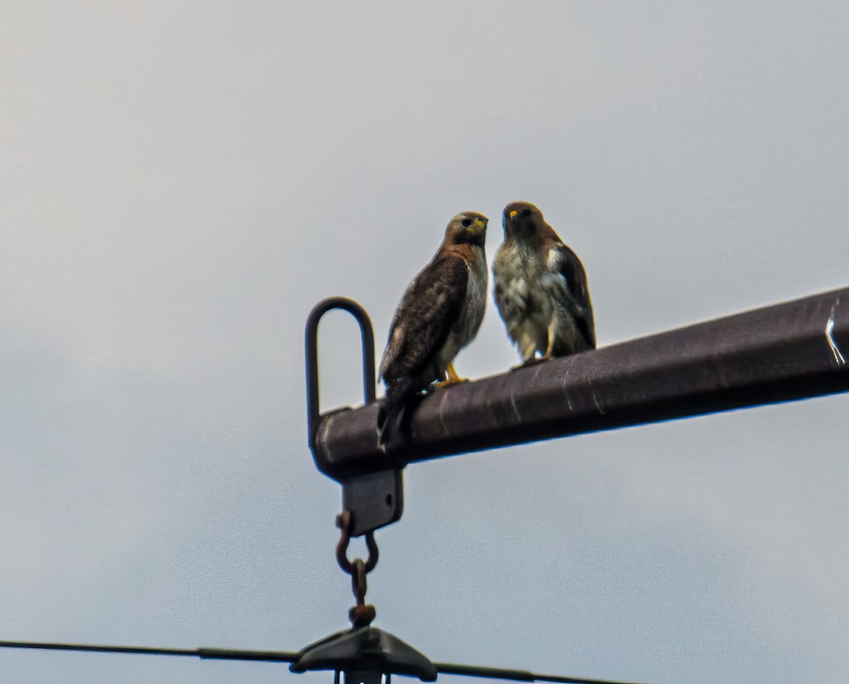 Red-tailed Hawk - Bert Filemyr