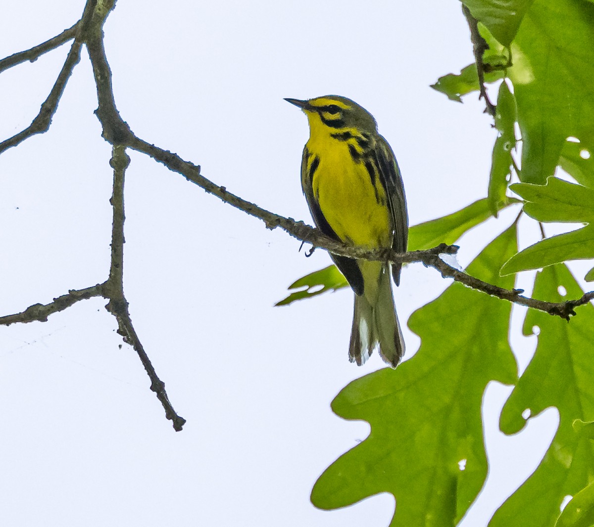 Prairie Warbler - Mike Murphy