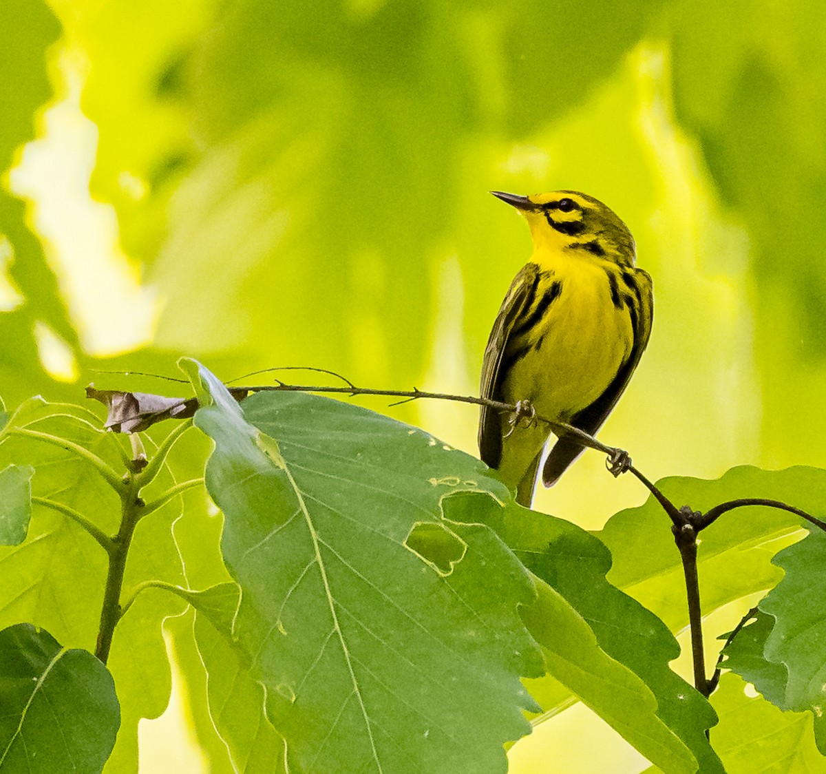 Prairie Warbler - Mike Murphy