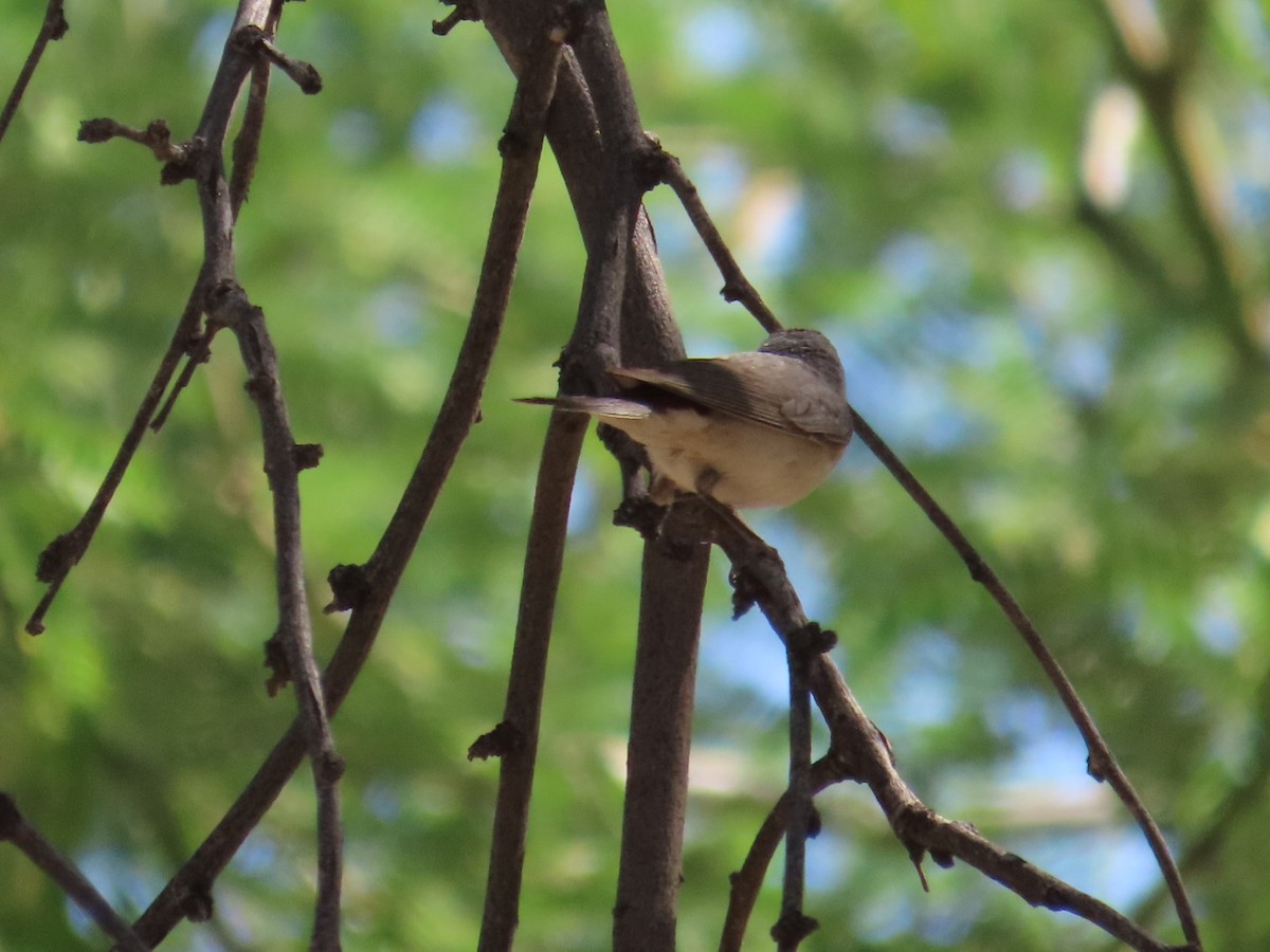 Lucy's Warbler - Edward Raynor