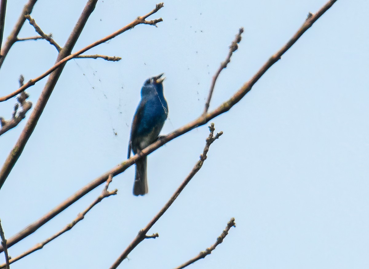 Indigo Bunting - Bert Filemyr