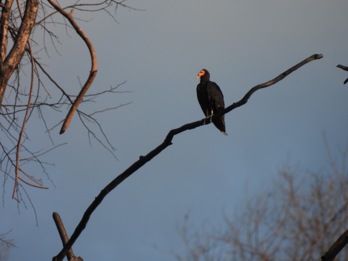 Lesser Yellow-headed Vulture - Leandro Niebles Puello