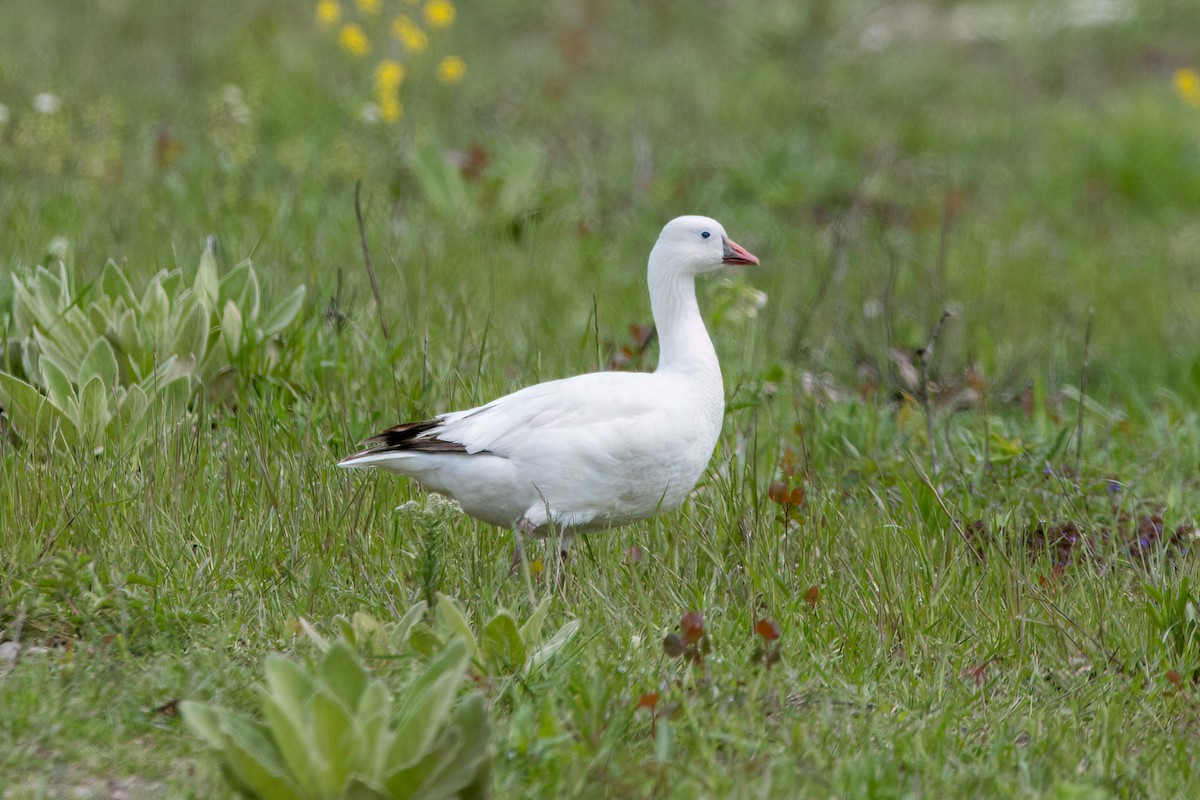 Ross's Goose - Brian McGee