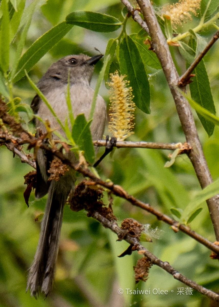 Bushtit - ML619591685