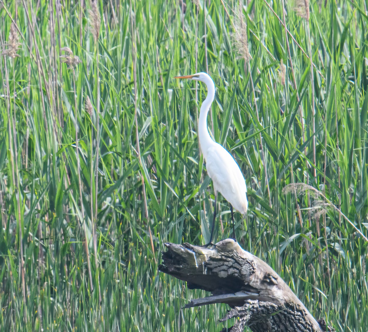 Great Egret - Bert Filemyr