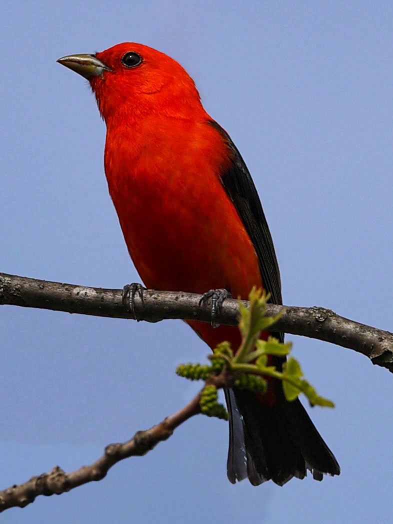 Piranga écarlate - ML619591693