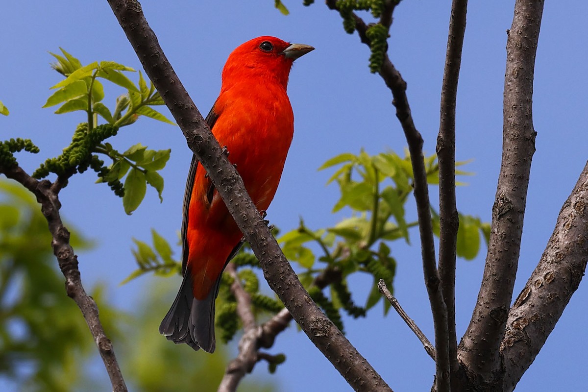 Scarlet Tanager - ML619591695