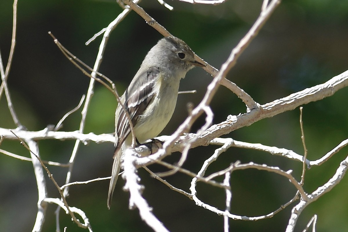 Dusky Flycatcher - Chuck Jensen