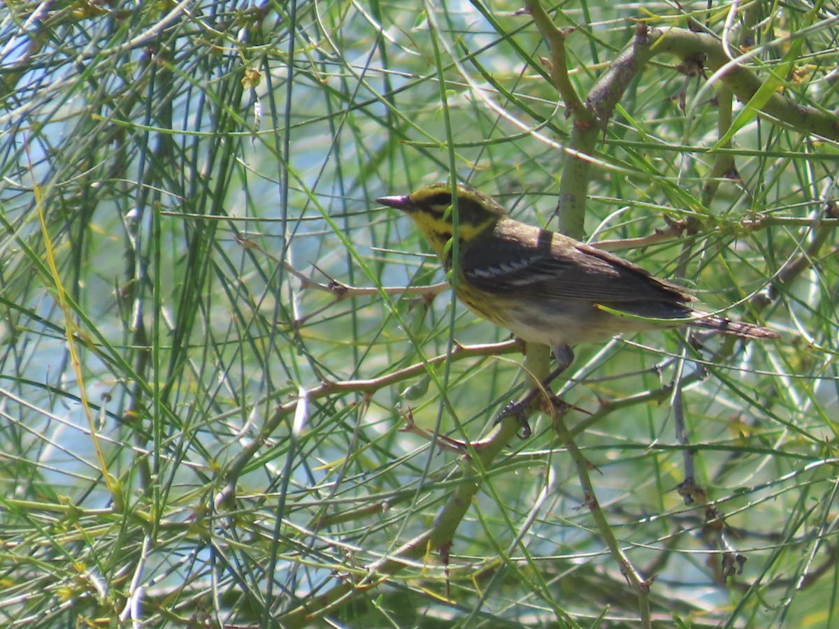 Townsend's Warbler - Edward Raynor