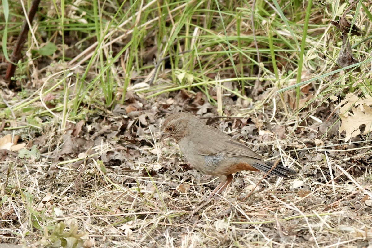 California Towhee - Bob Greenleaf