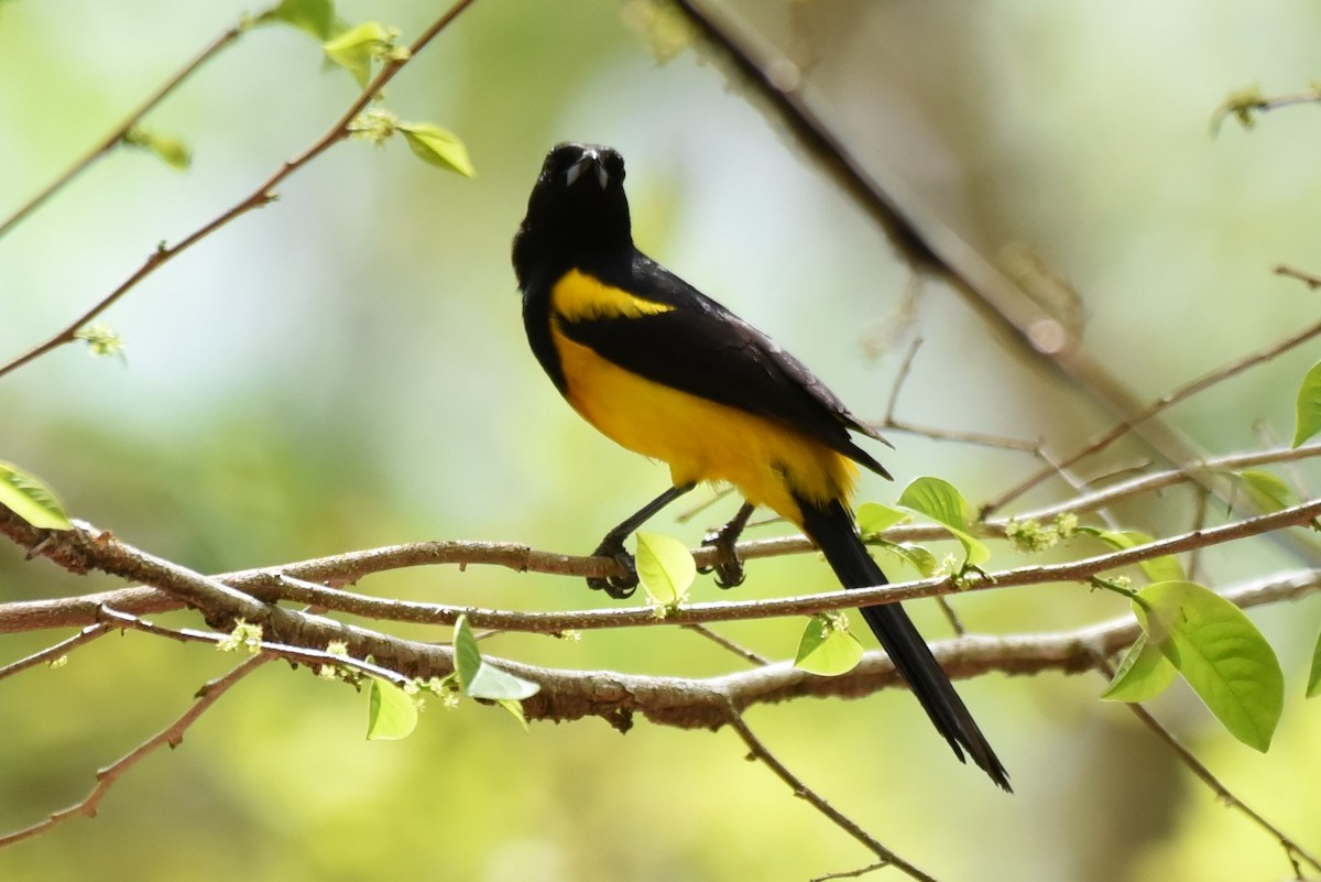 Black-cowled Oriole - Bruce Mast