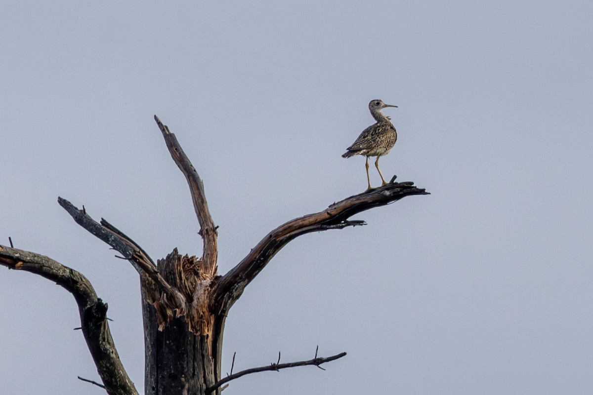 Upland Sandpiper - Jacob Durrent