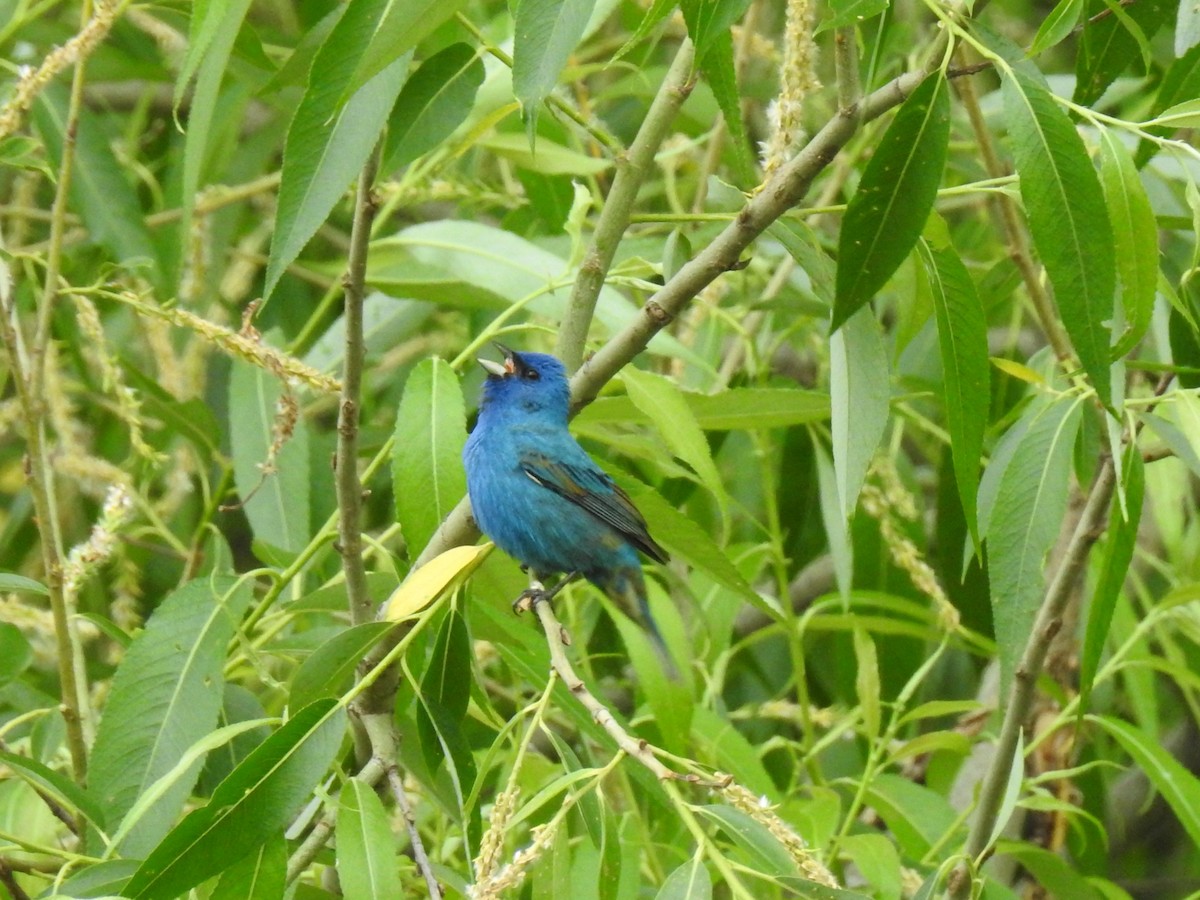 Indigo Bunting - Mark Sweeney