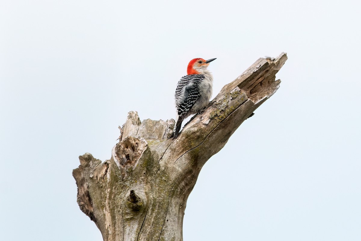 Red-bellied Woodpecker - Brian McGee