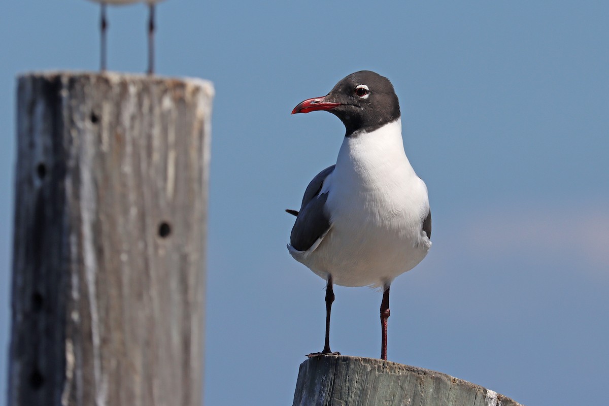 Laughing Gull - Colin Sumrall
