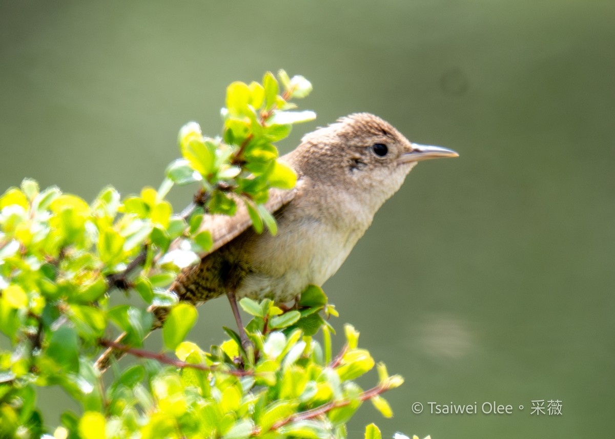 House Wren - ML619591738