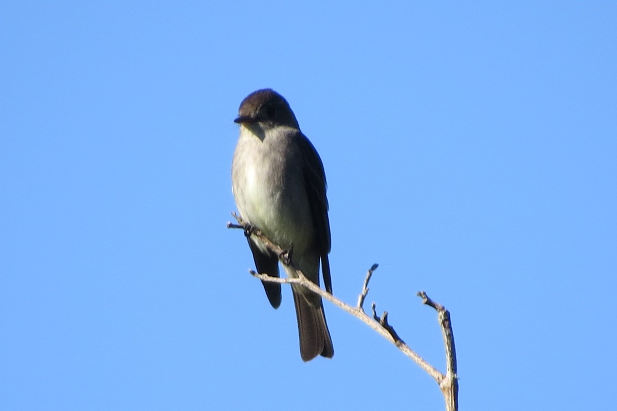 Northern Rough-winged Swallow - Kathy  Kirk