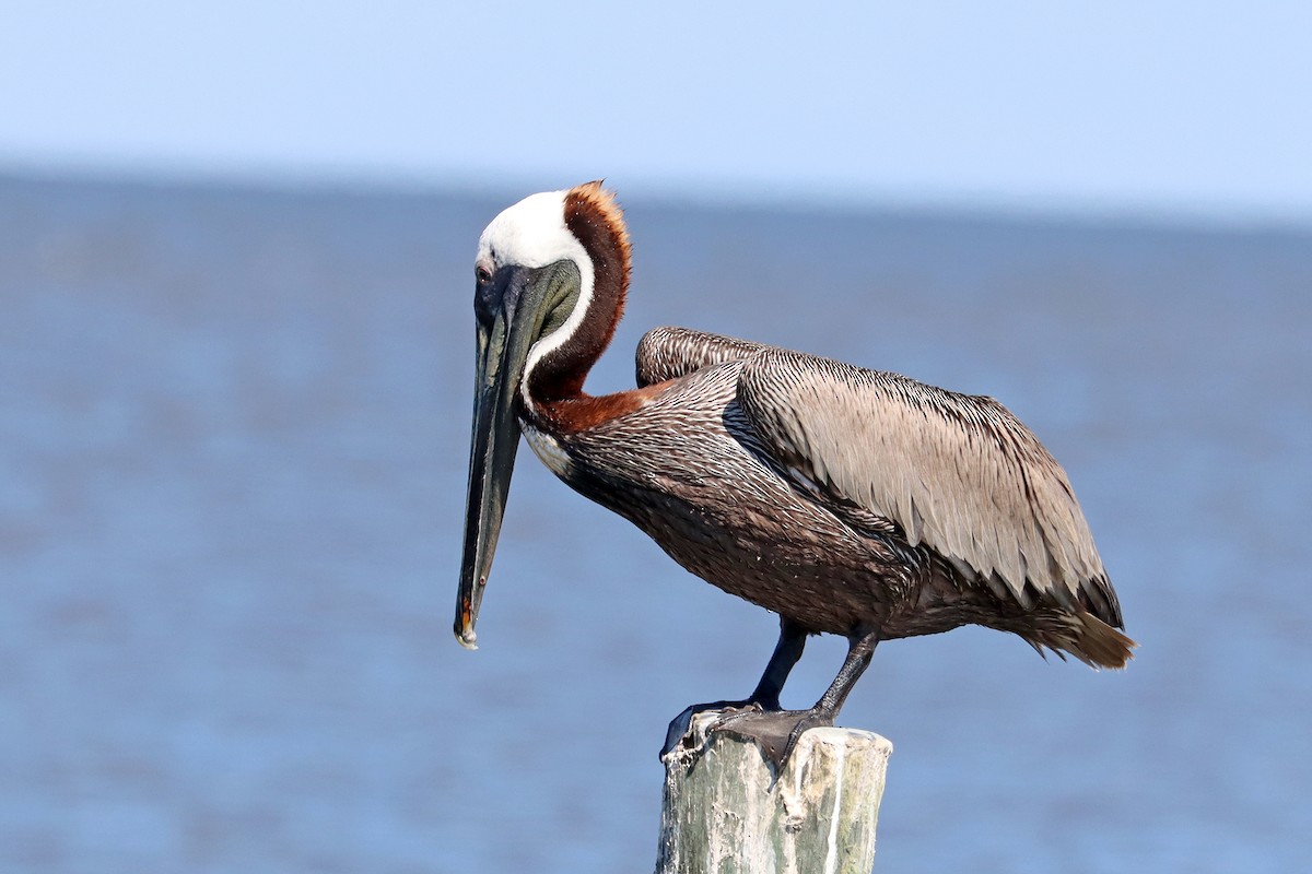 Brown Pelican - Colin Sumrall