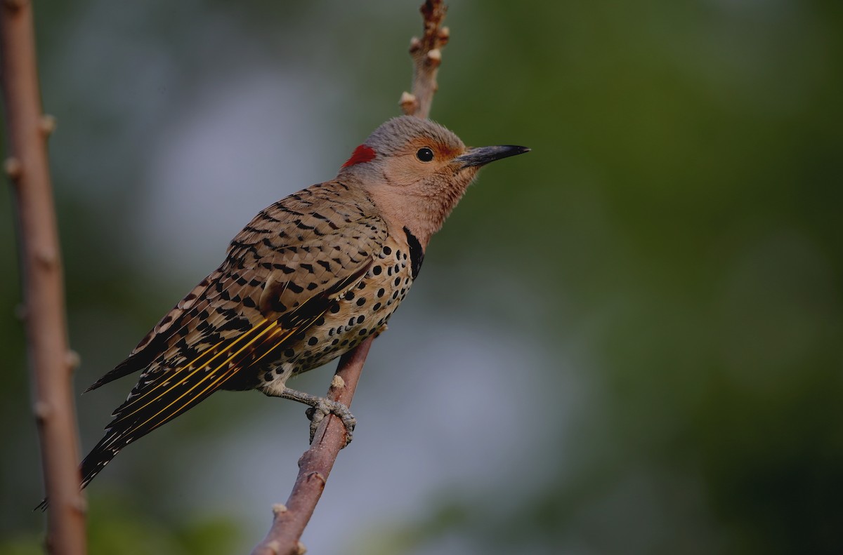 Northern Flicker - Yves Dugré