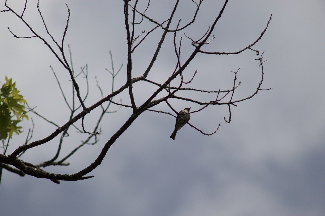 Eastern Phoebe - Sarah R