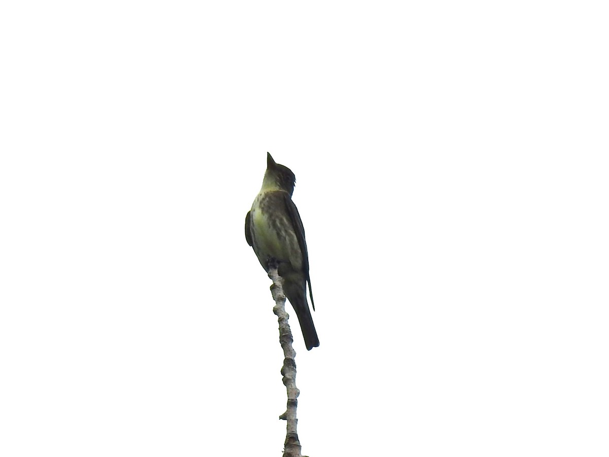 Olive-sided Flycatcher - Mark Sweeney