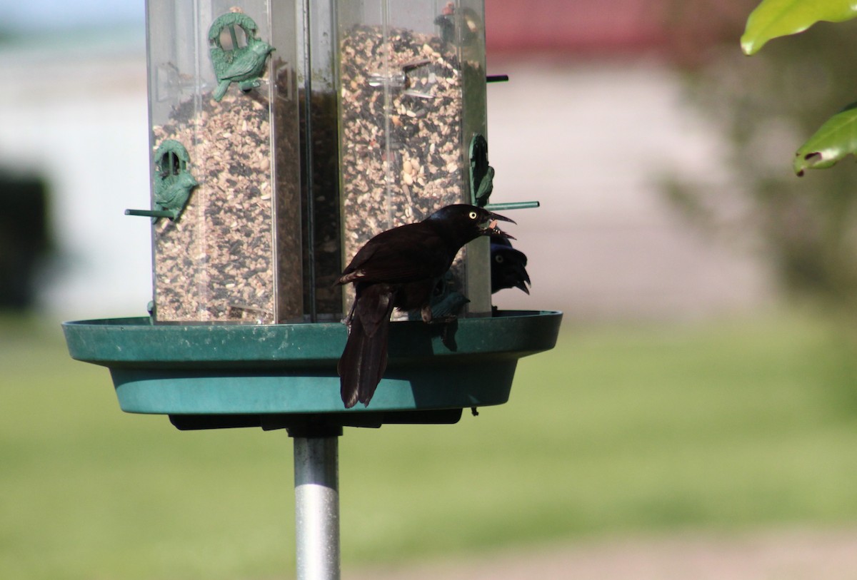 Common Grackle - Maria Morelli