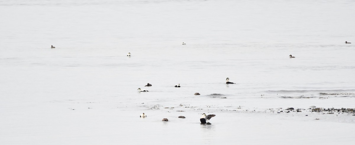 Common Eider - Monique Maynard