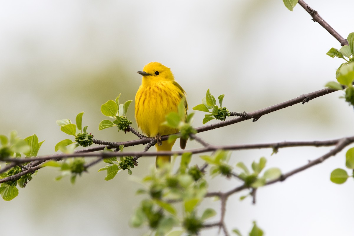 Yellow Warbler - Brian McGee