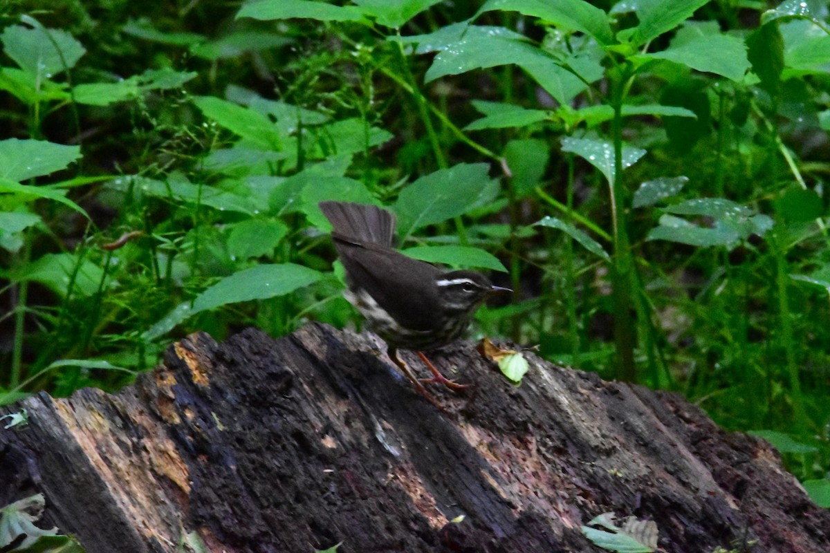 Louisiana Waterthrush - Mark Holt