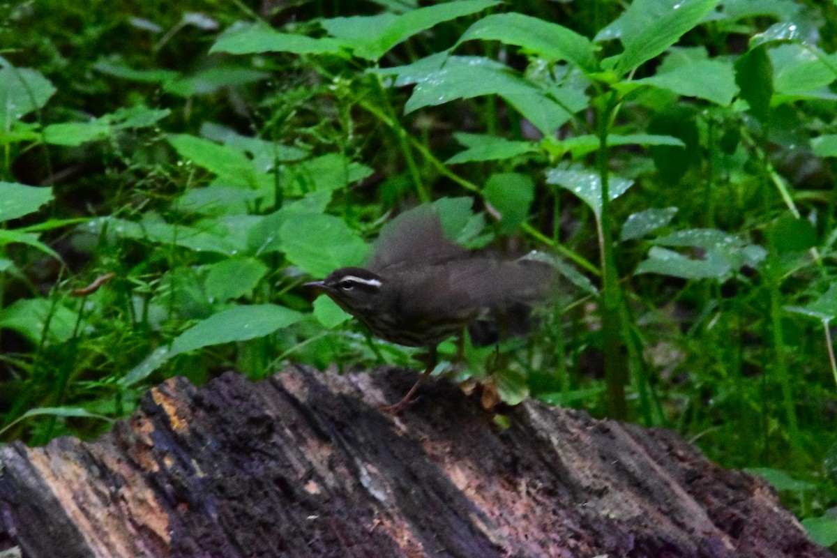 Louisiana Waterthrush - Mark Holt