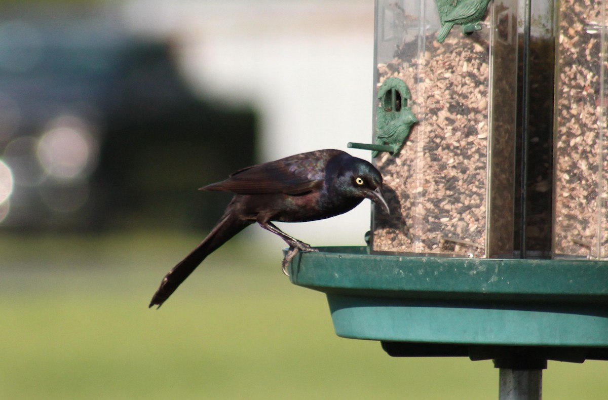 Common Grackle - Maria Morelli