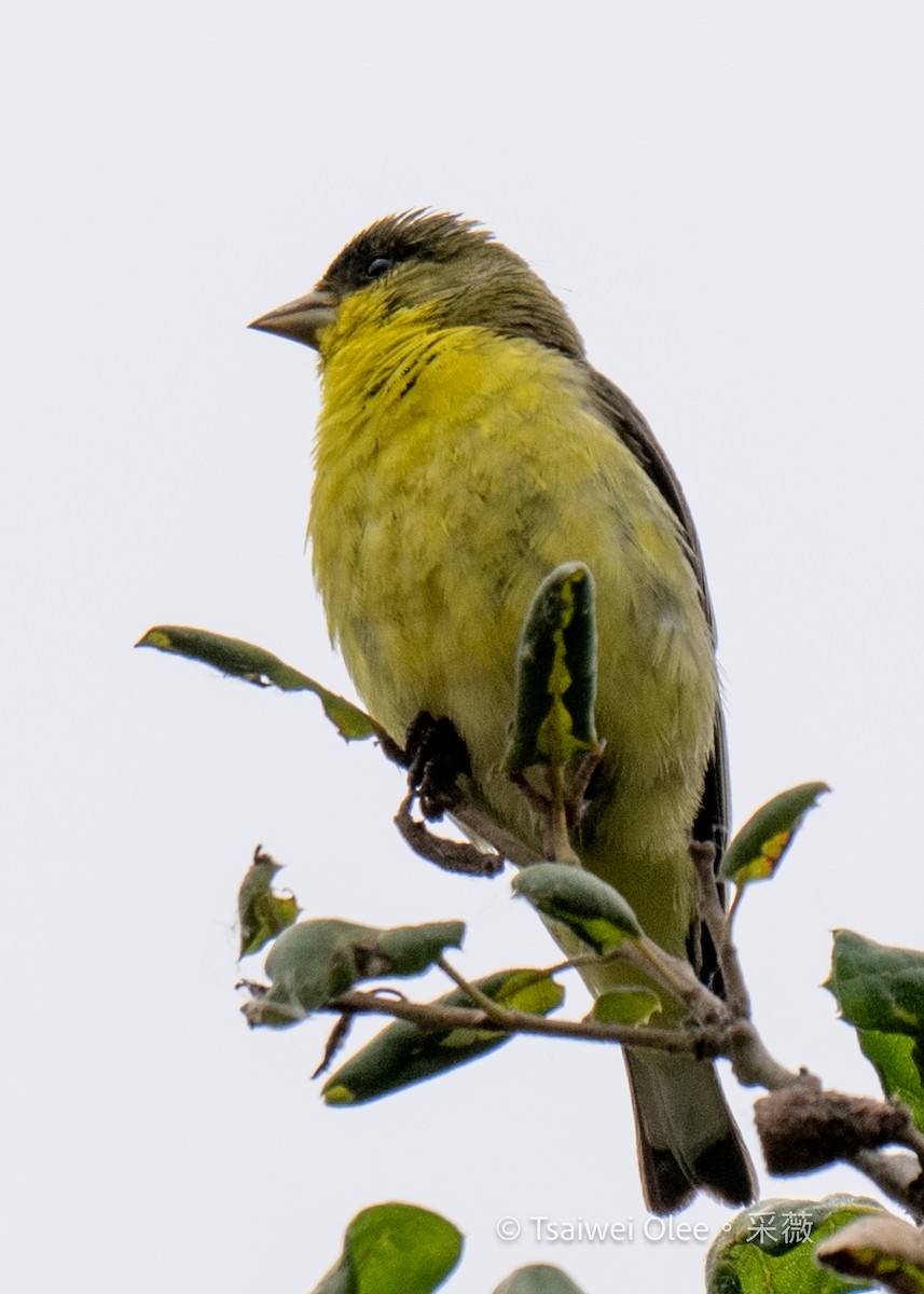 Lesser Goldfinch - Tsaiwei Olee