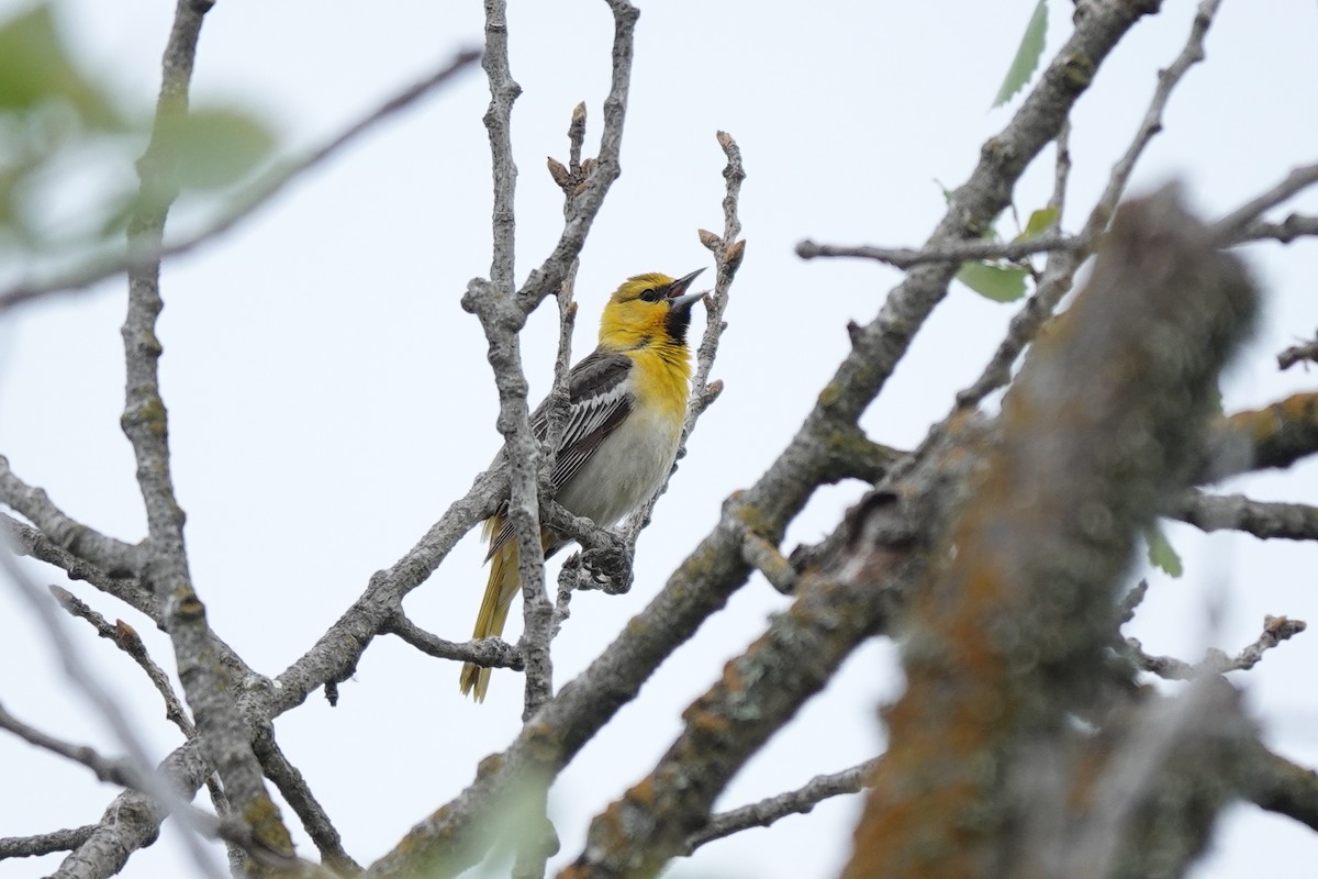 Bullock's Oriole - Bob Greenleaf