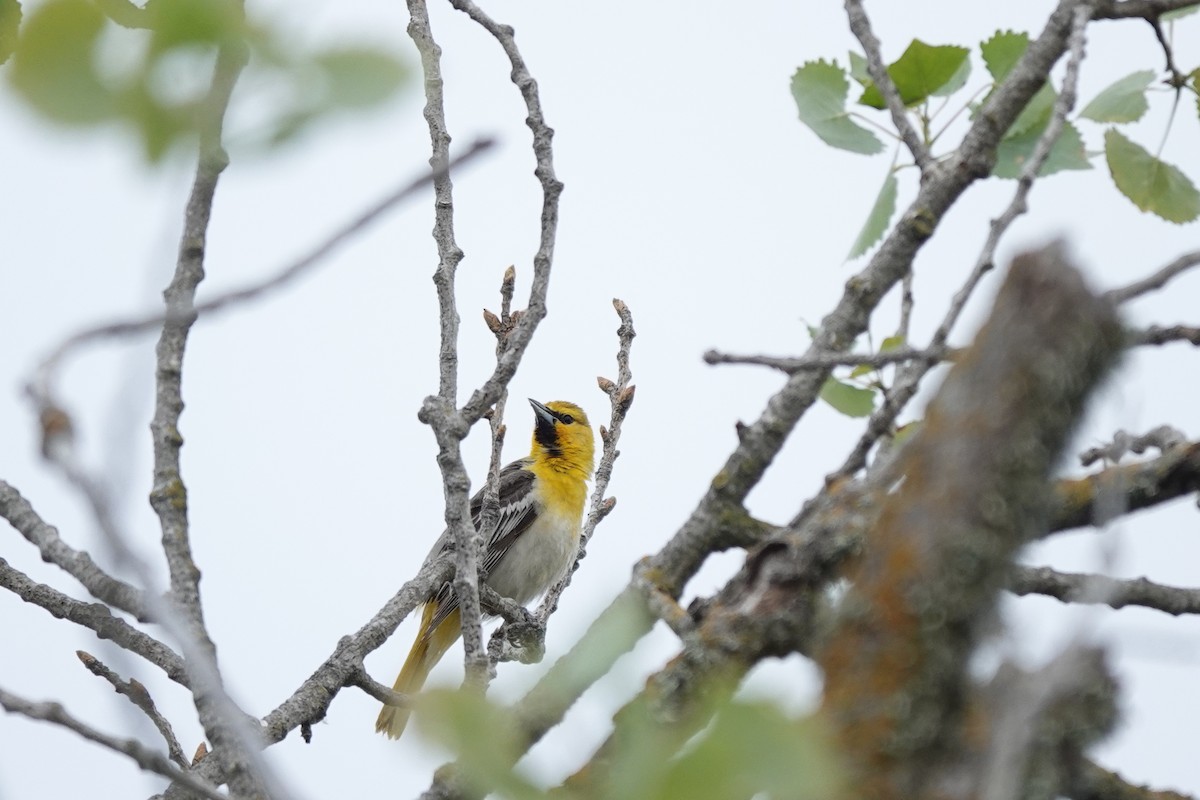 Bullock's Oriole - Bob Greenleaf