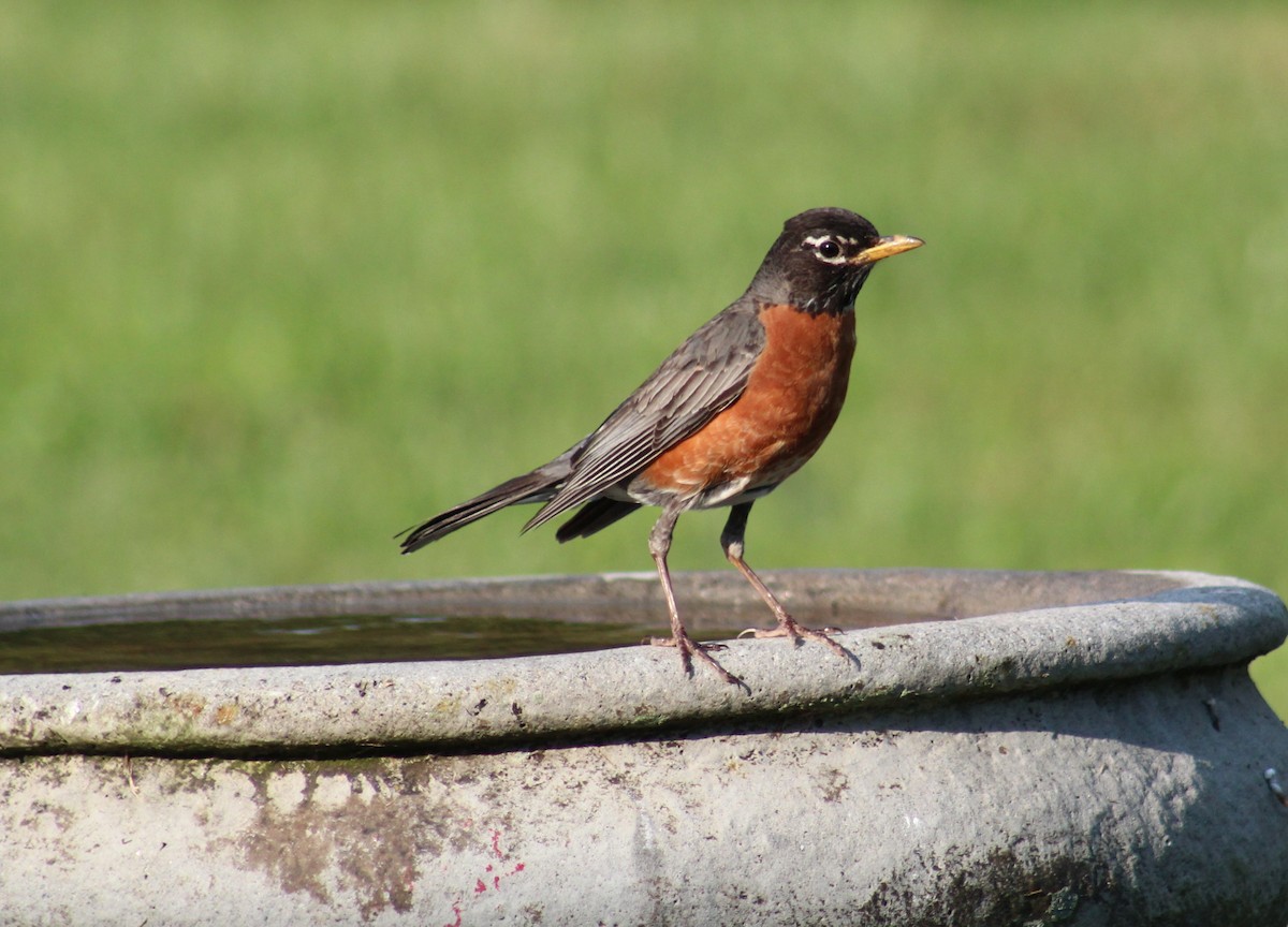 American Robin - Maria Morelli