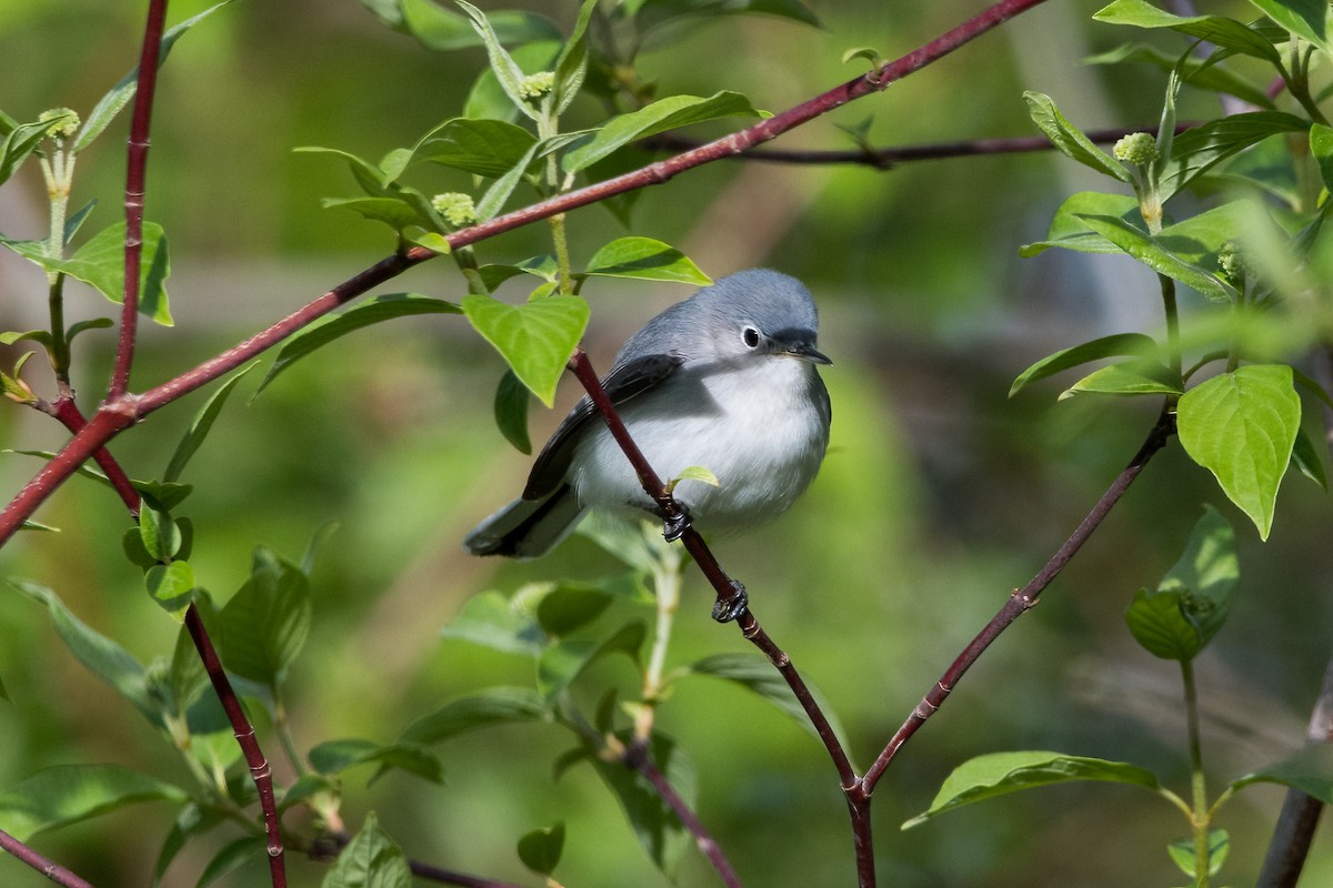 Blue-gray Gnatcatcher - Brian McGee