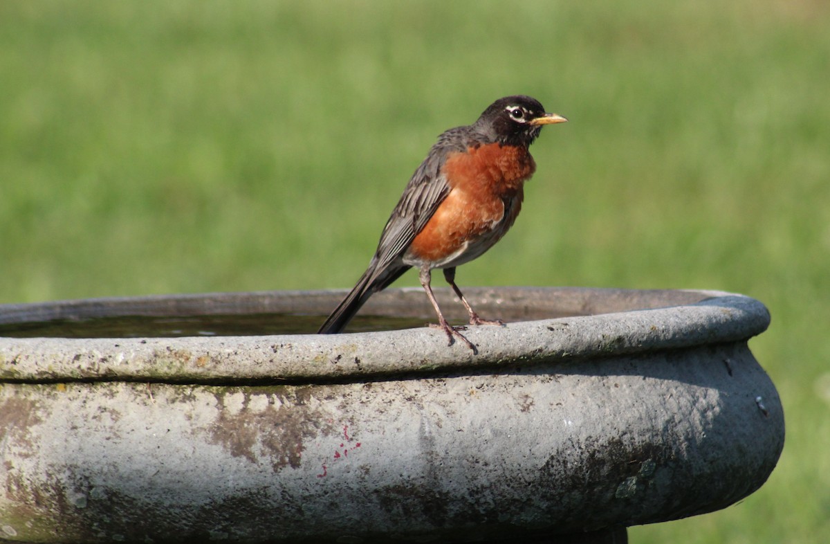 American Robin - Maria Morelli