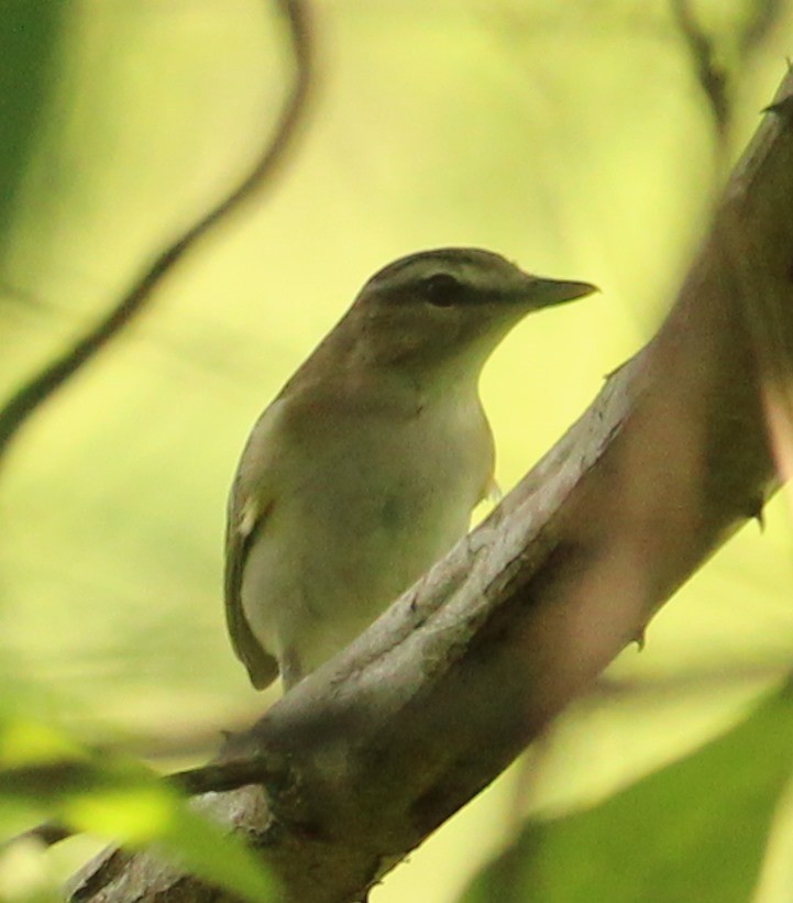 Red-eyed Vireo - Leandro Niebles Puello