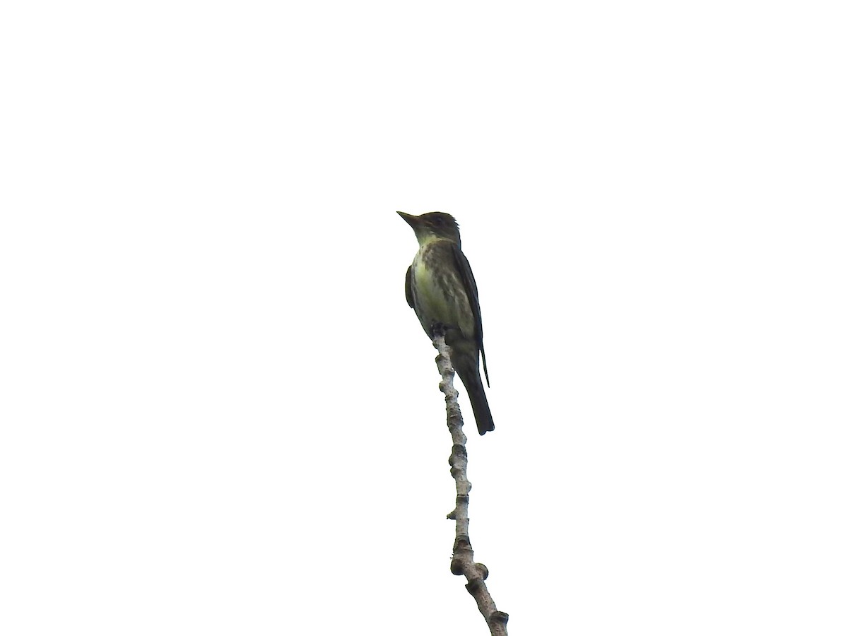 Olive-sided Flycatcher - Mark Sweeney