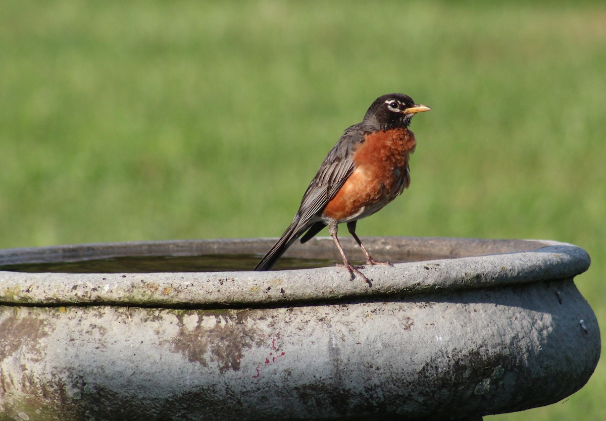 American Robin - Maria Morelli