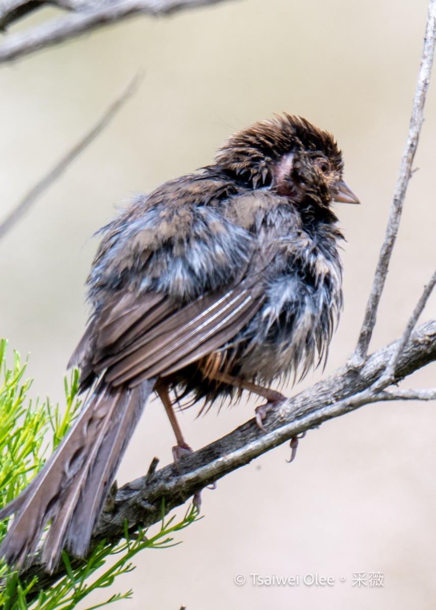 California Towhee - ML619591790