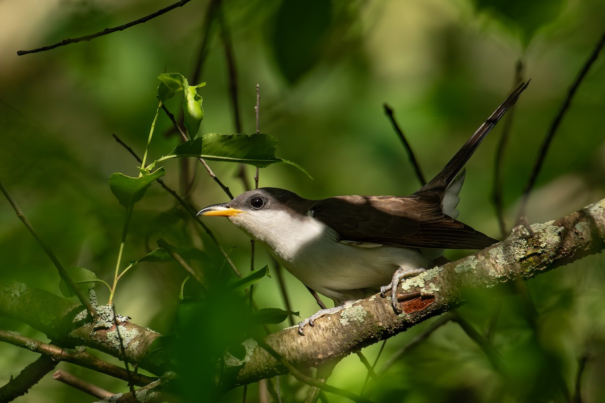 Yellow-billed Cuckoo - Alton Spencer